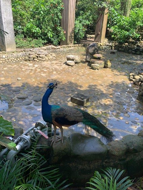 Zoo de Shoushan